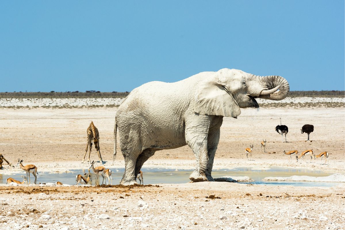 Etosha