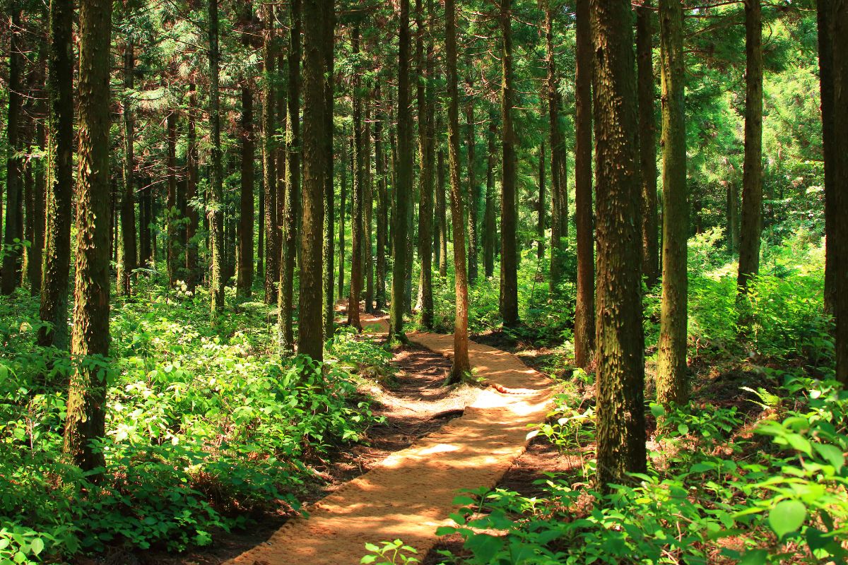 La Forêt de Brocéliande