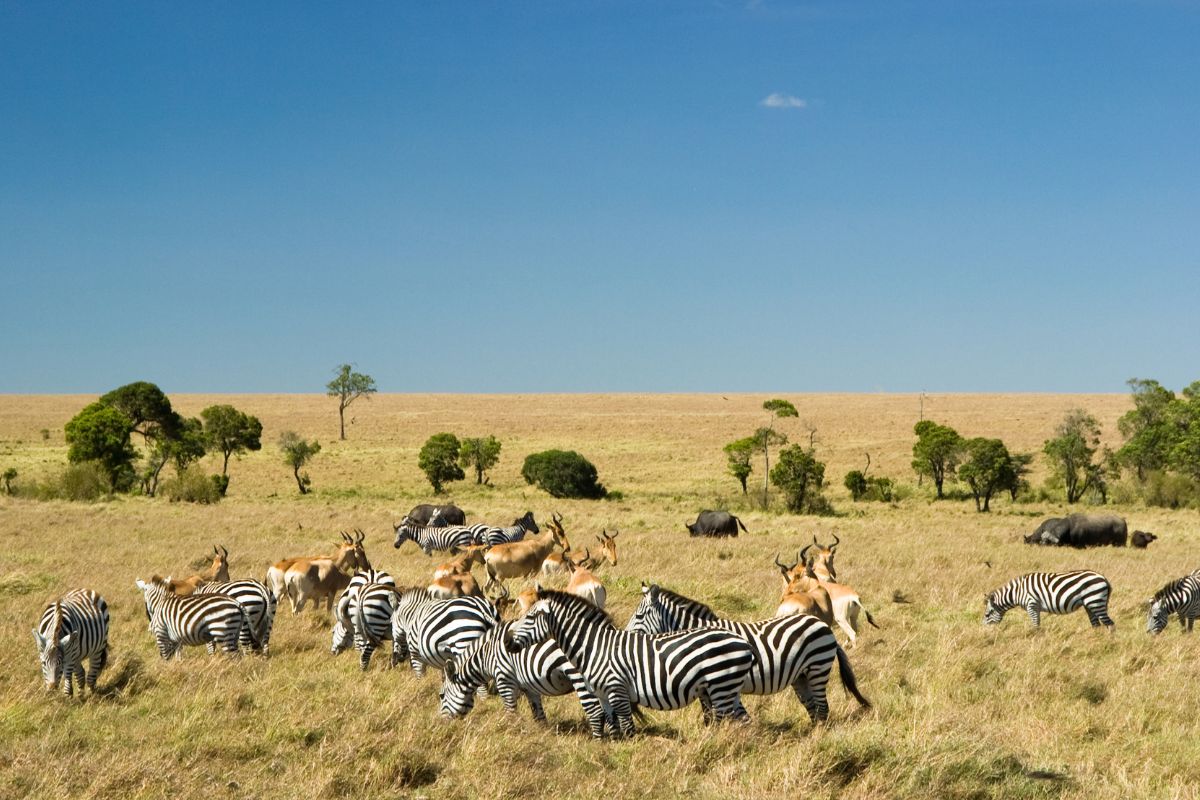 Masai Mara