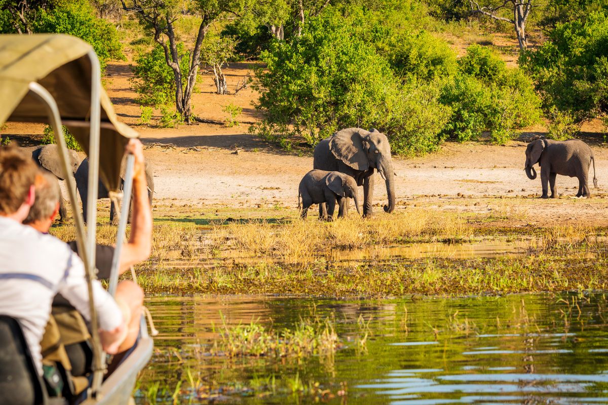 Safari Afrique conseils