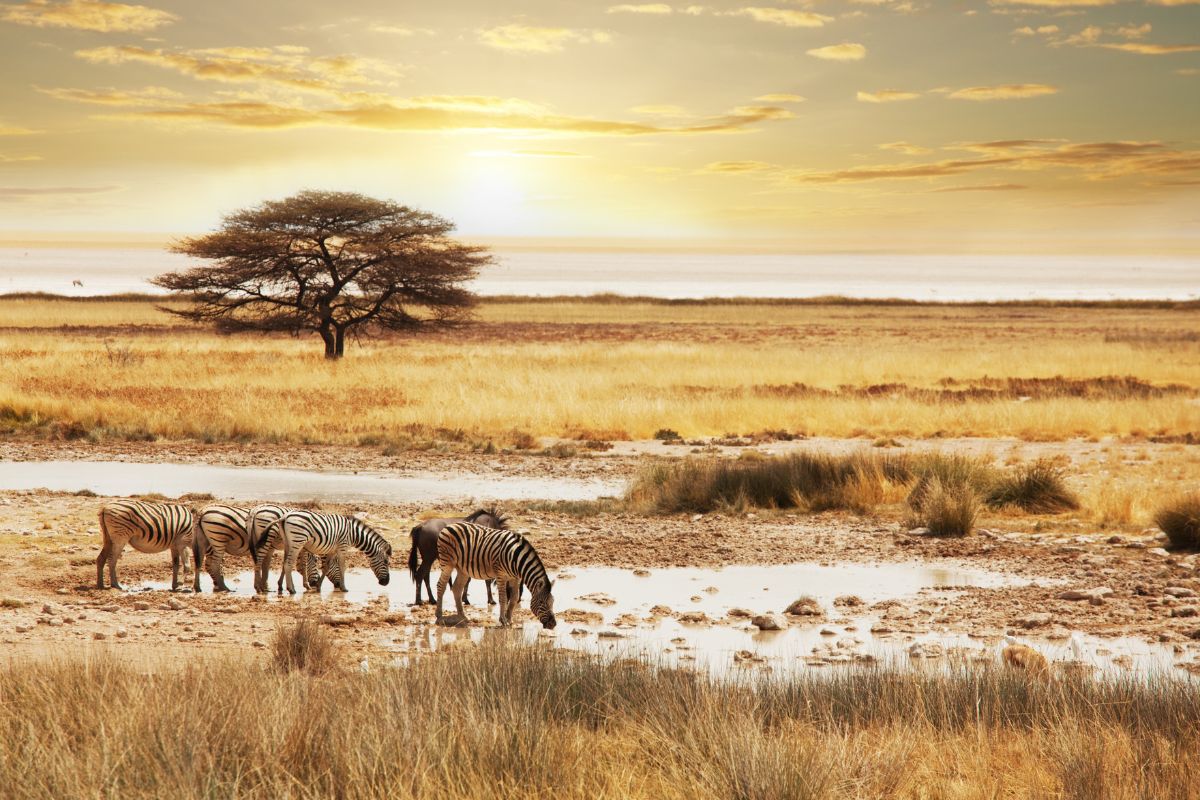 Safari Afrique