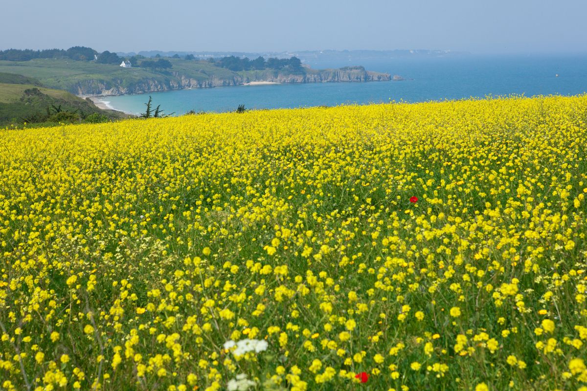 Visiter belle ile en mer