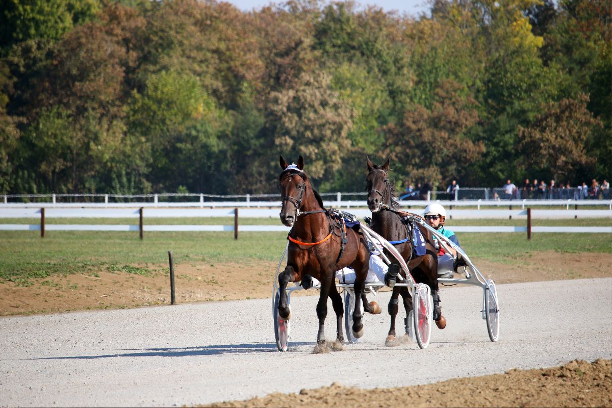 Hippodrome de <strong>Cabourg</strong>