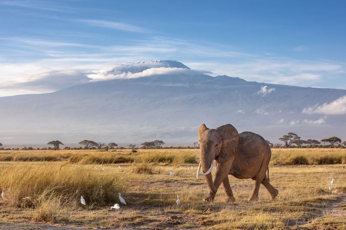 Kilimandjaro