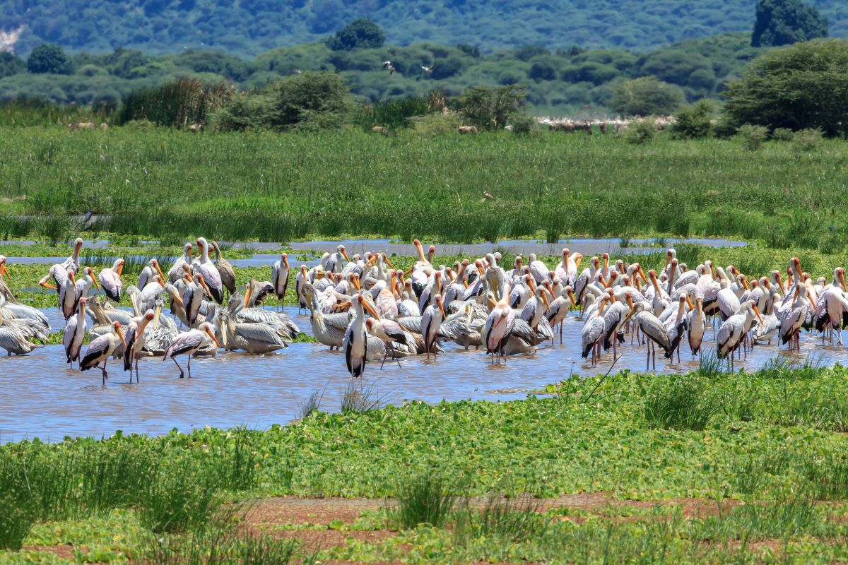 Manyara