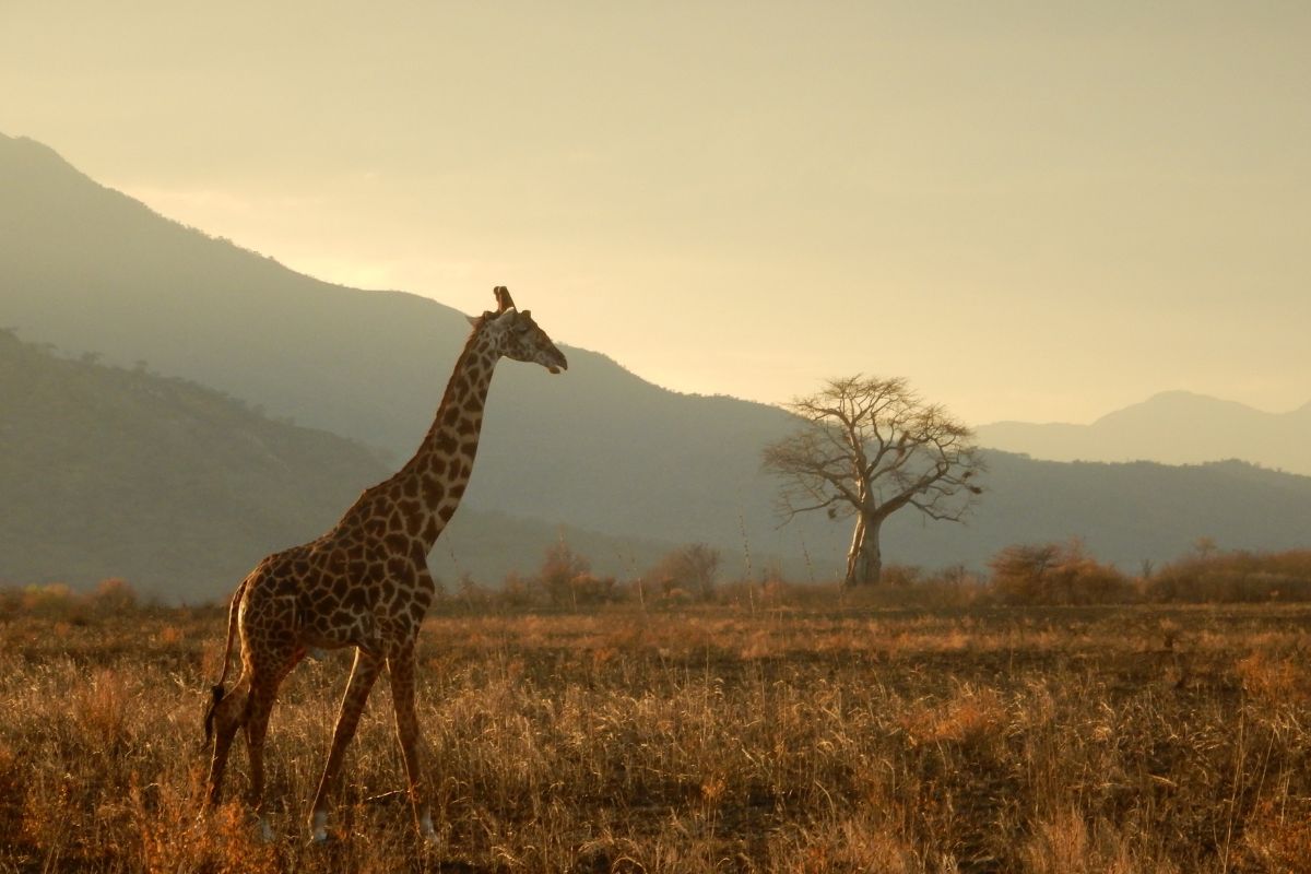 Tanzanie