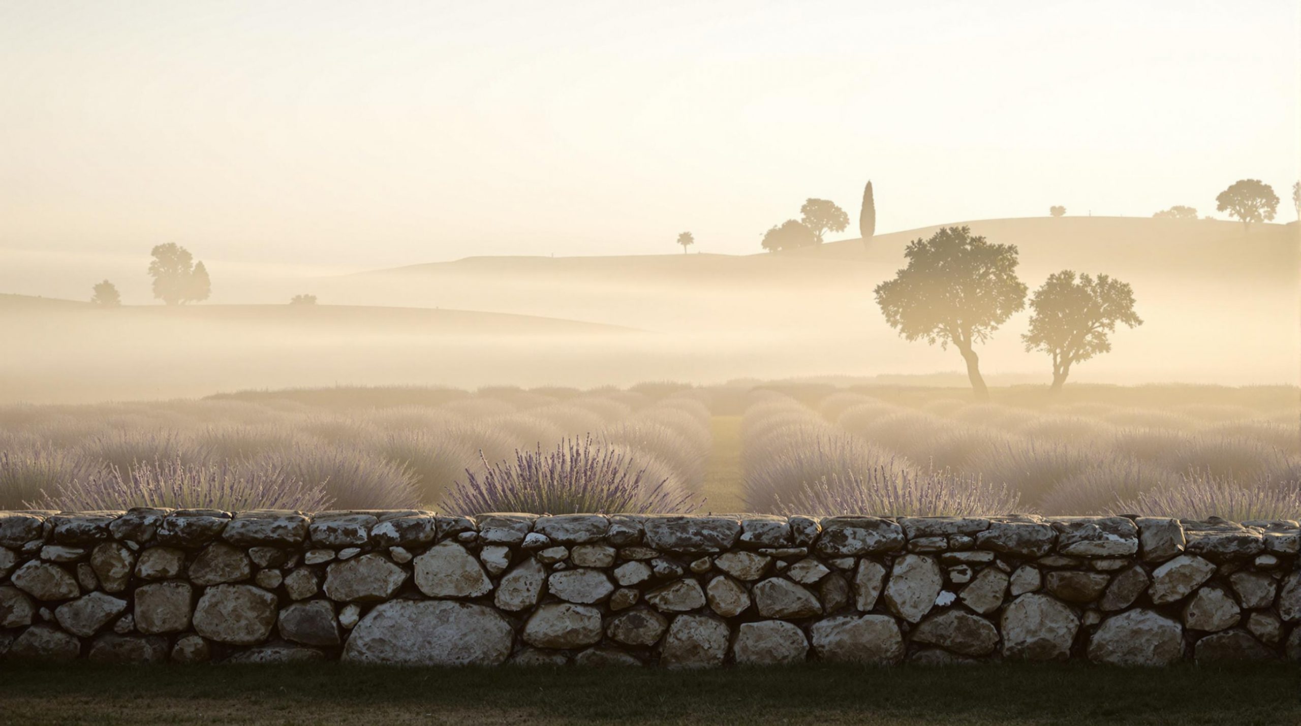 découvrez le charmant village secret du luberon, qui éclipse gordes avec ses champs de lavande sauvages. un trésor caché où la nature s'épanouit en toute sérénité, offrant une expérience authentique et paisible au cœur de la provence.