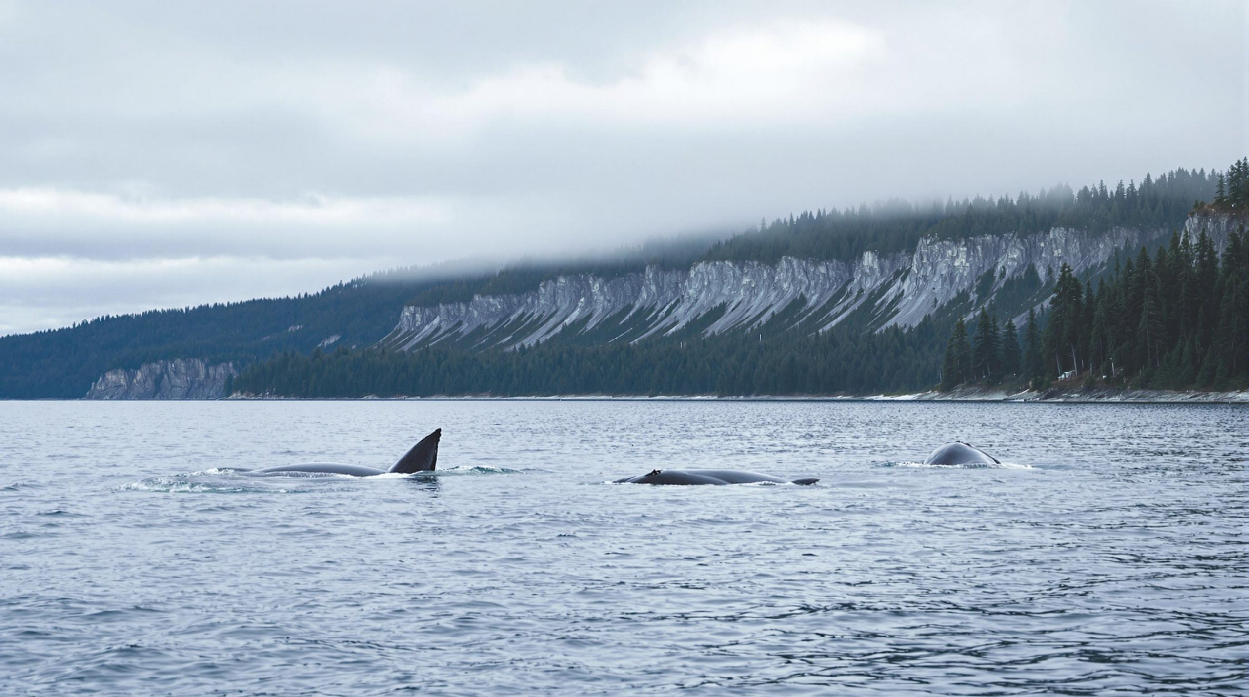découvrez les meilleures destinations pour observer les majestueuses baleines au canada. explorez des sites emblématiques, des conseils pratiques et des expériences uniques pour vivre cette aventure inoubliable en pleine nature.