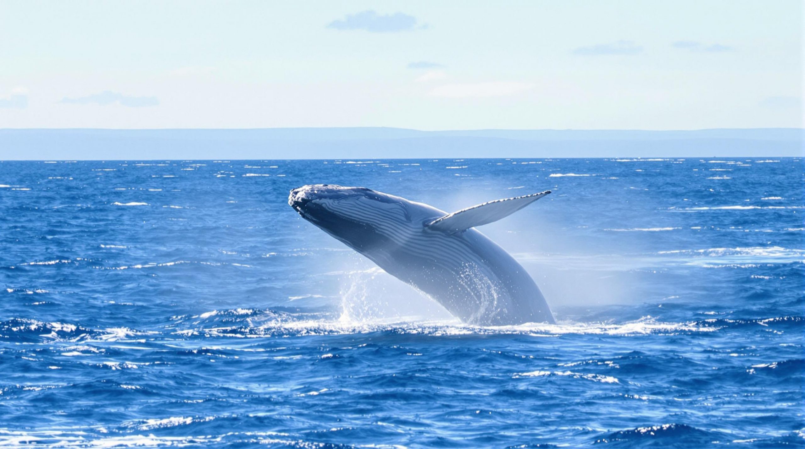 découvrez les meilleures destinations au canada pour observer les baleines dans leur habitat naturel. des expériences inoubliables vous attendent dans des lieux emblématiques tels que tadoussac, victoria et la baie de fundy. préparez votre aventure maritime et plongez dans le monde fascinant des cétacés.
